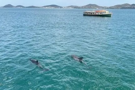 Two dolphins swimming near a boat on a calm sea.