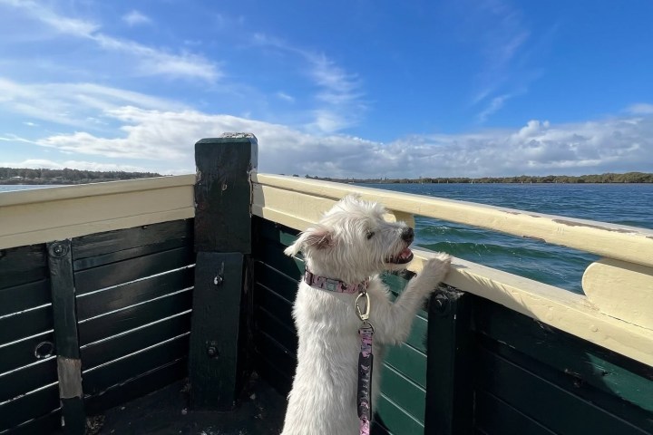 White dog on a boat with clear blue sky and water view.