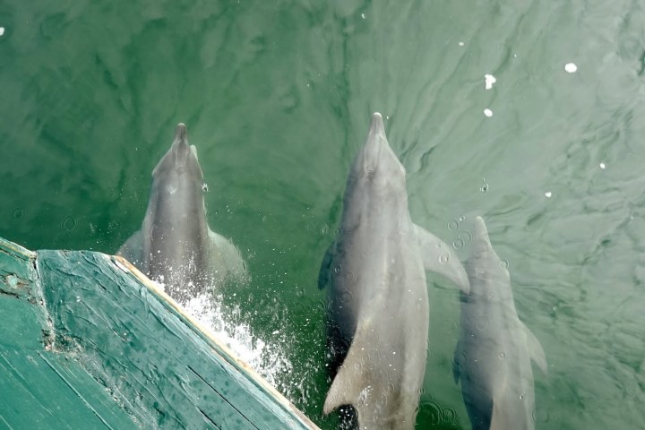 Three dolphins swimming beside a boat in green water.
